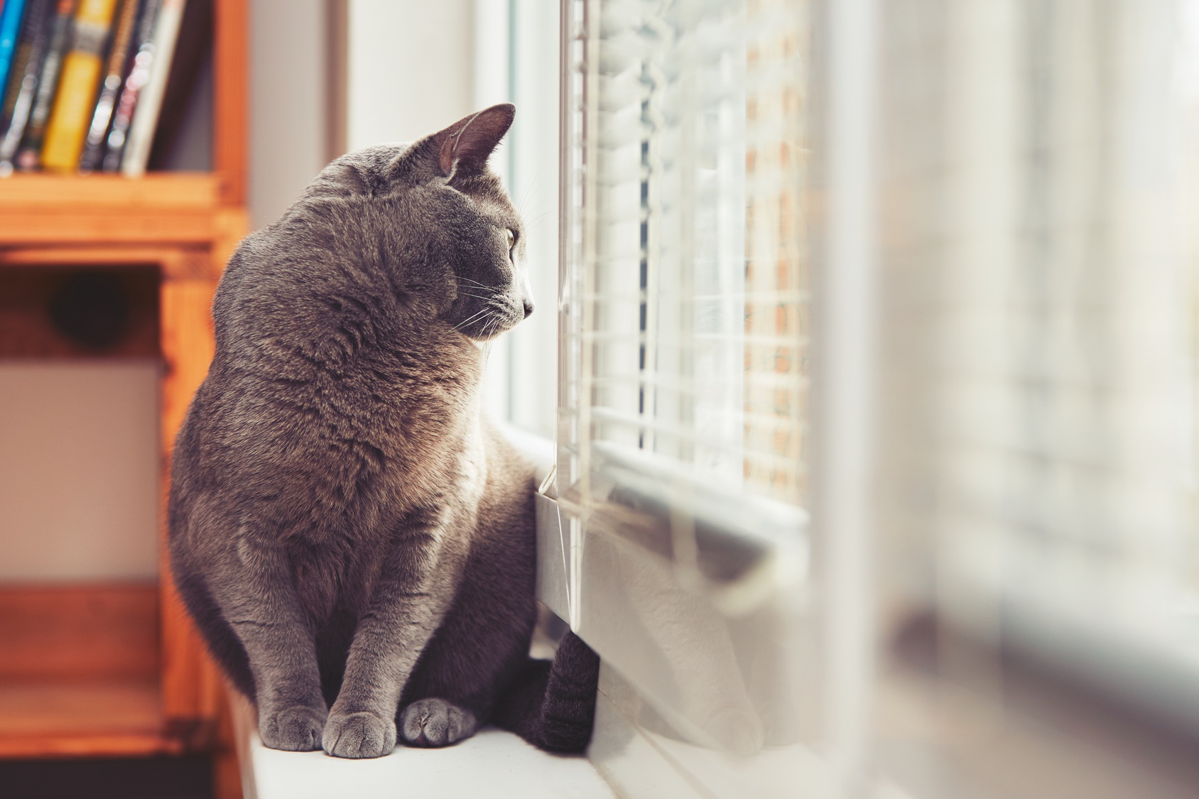 Come posso attivare il mio allarme se ho il gatto in casa?